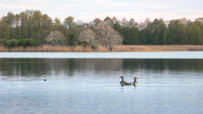 two ducks swimming on the water next to some trees