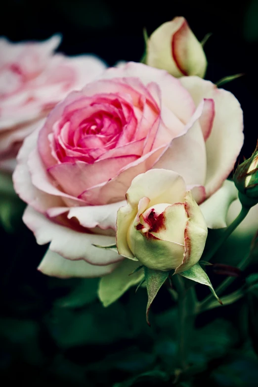 a close up po of a pink and white flower