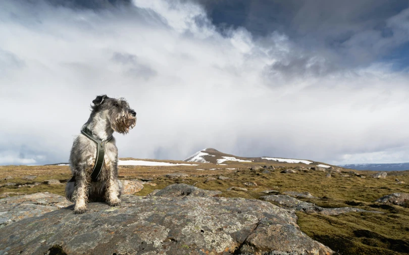 the dog is sitting on top of some rocks