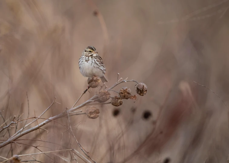 a close up of a bird on top of a tree nch