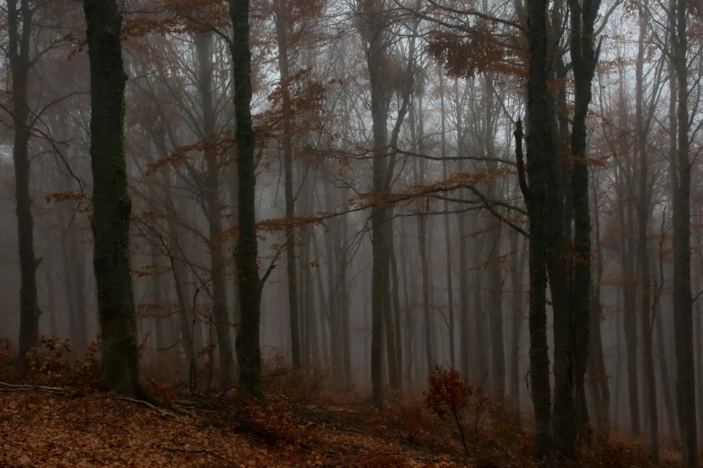 a dark and misty forest filled with leaves