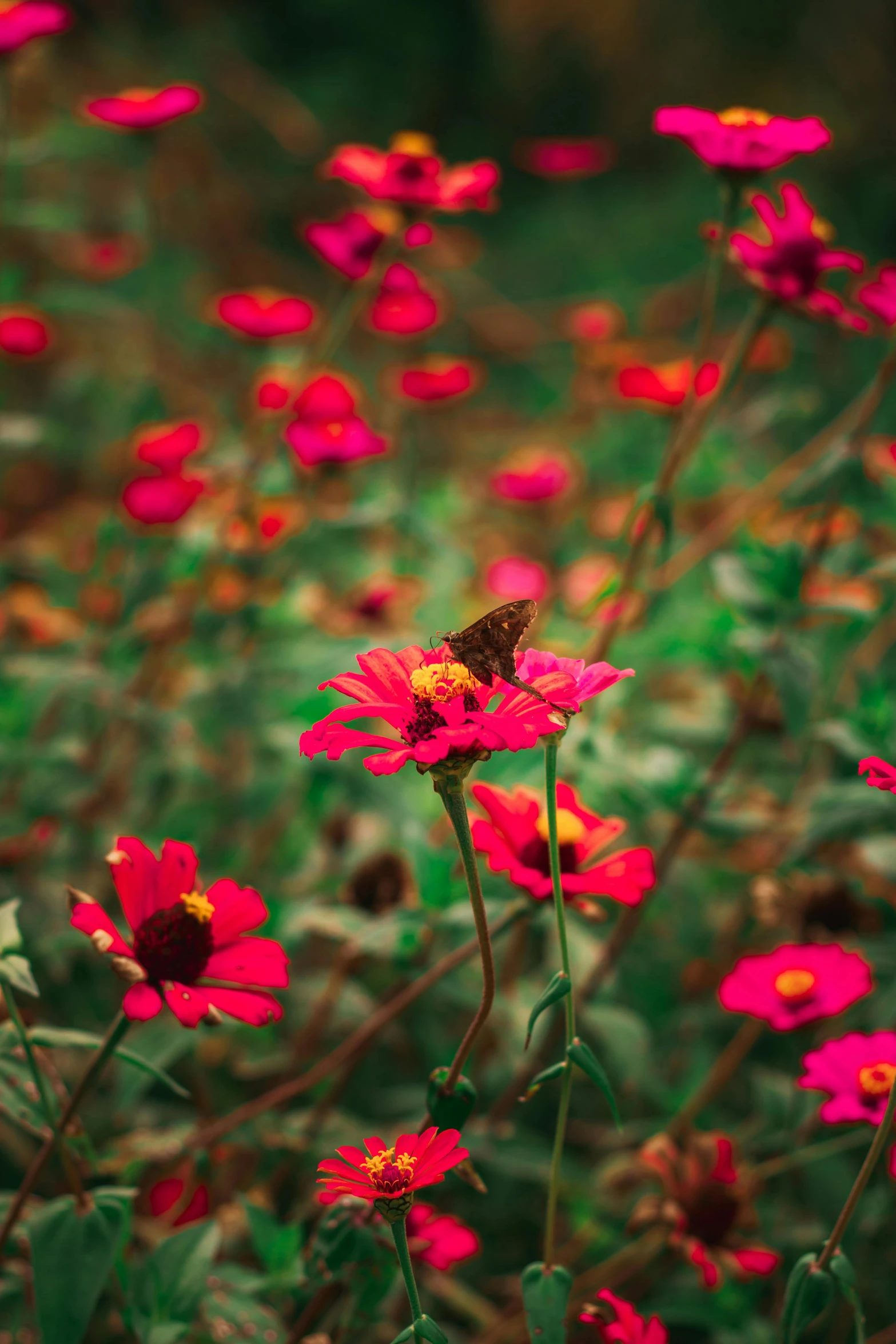 a erfly sitting on top of a pink flower