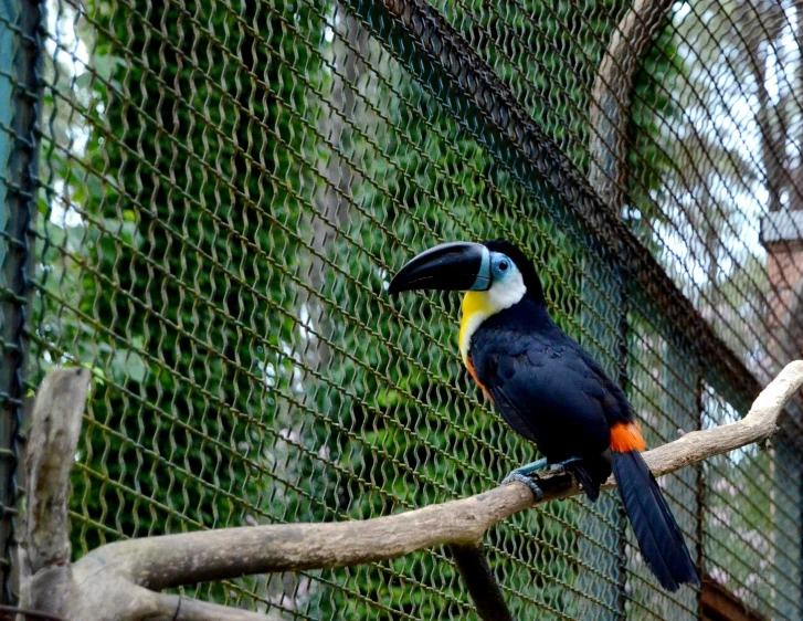 a black and orange bird with a white beak on a nch