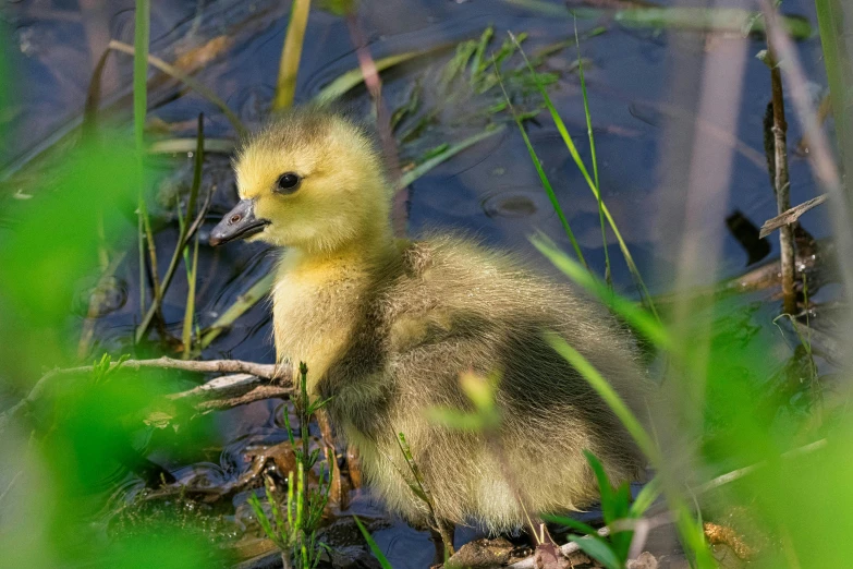 a baby duckling sits on the shoreline and looks for food