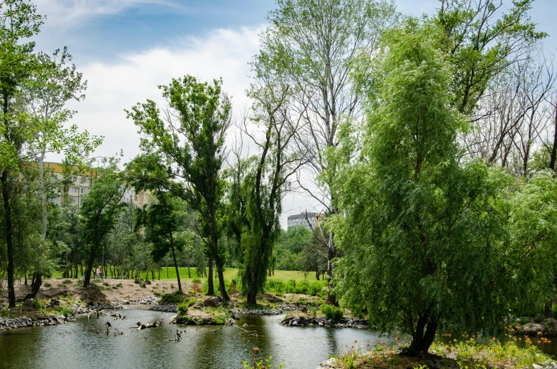 a small river running through a lush green forest