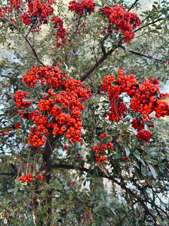 a small red bush is full of berries