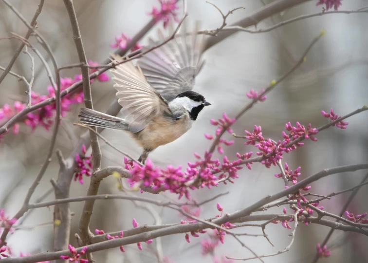 a small bird with black and white markings on its back is flying away from a nch of a tree filled with purple flowers