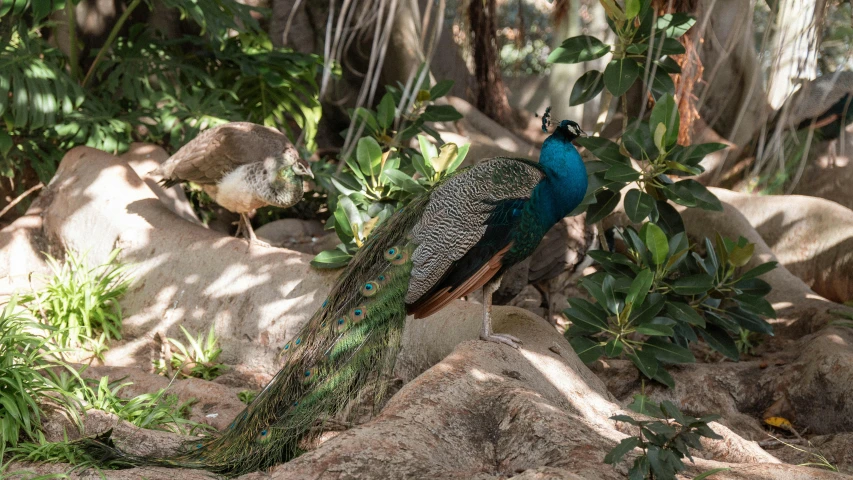 a blue and green peacock on a rock in the forest