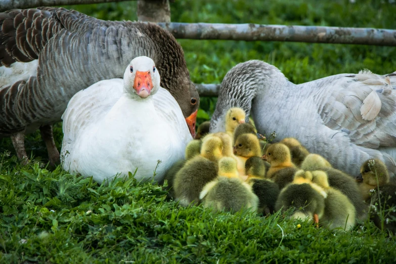 ducks and their baby ducklings in the grass