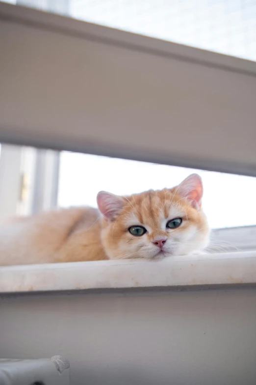 a cat sits on a ledge looking through a window