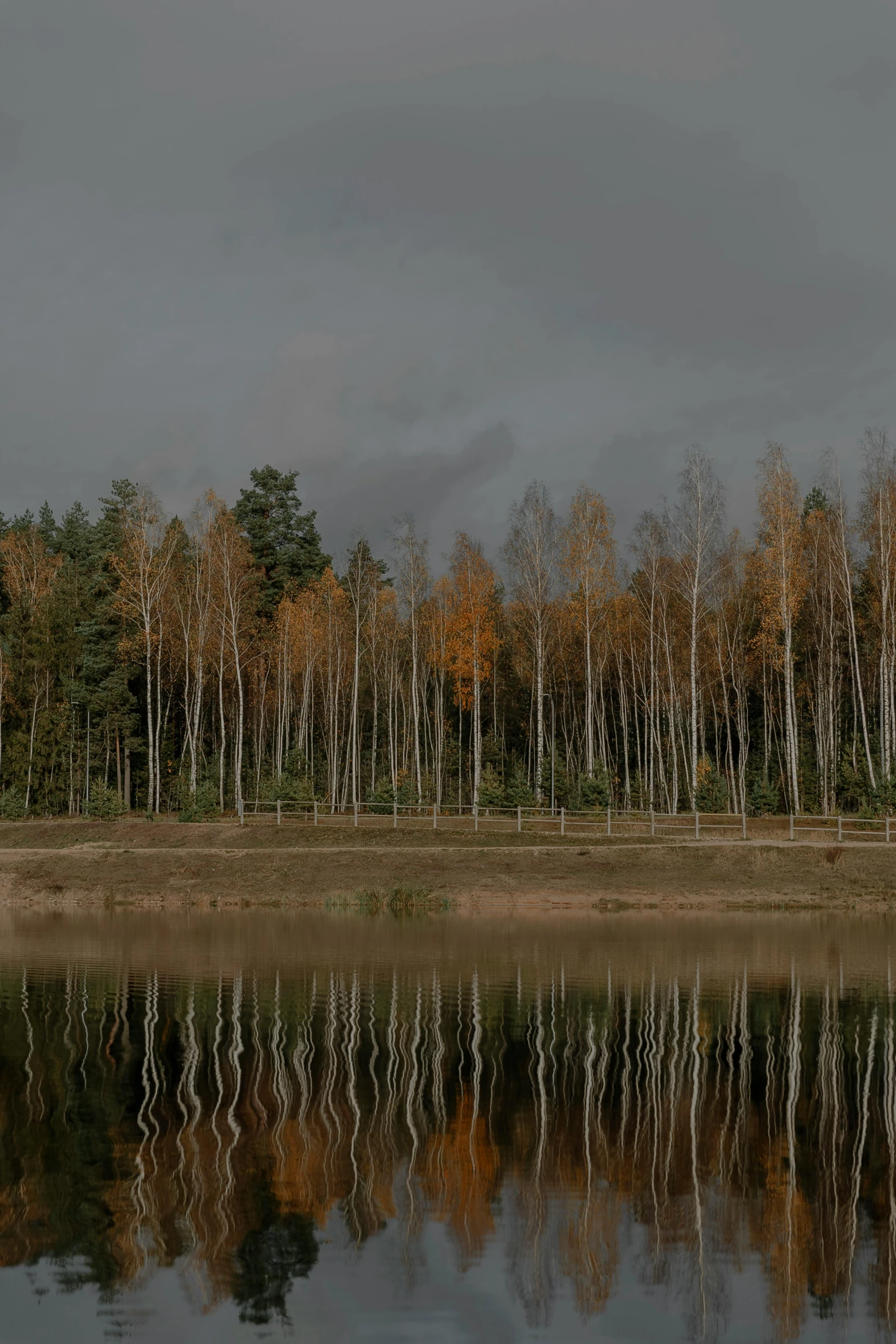 a lake with many trees around it