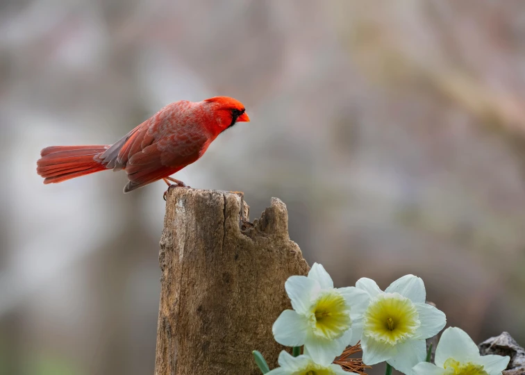 the cardinal is perched on a stump among the flower