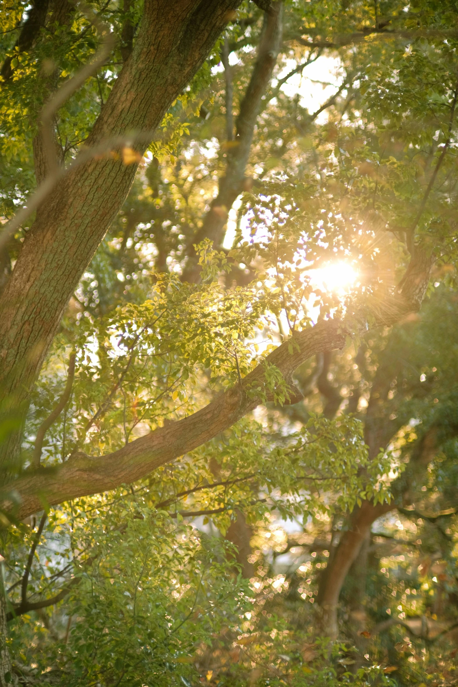 there is the sun shining through the leaves of trees