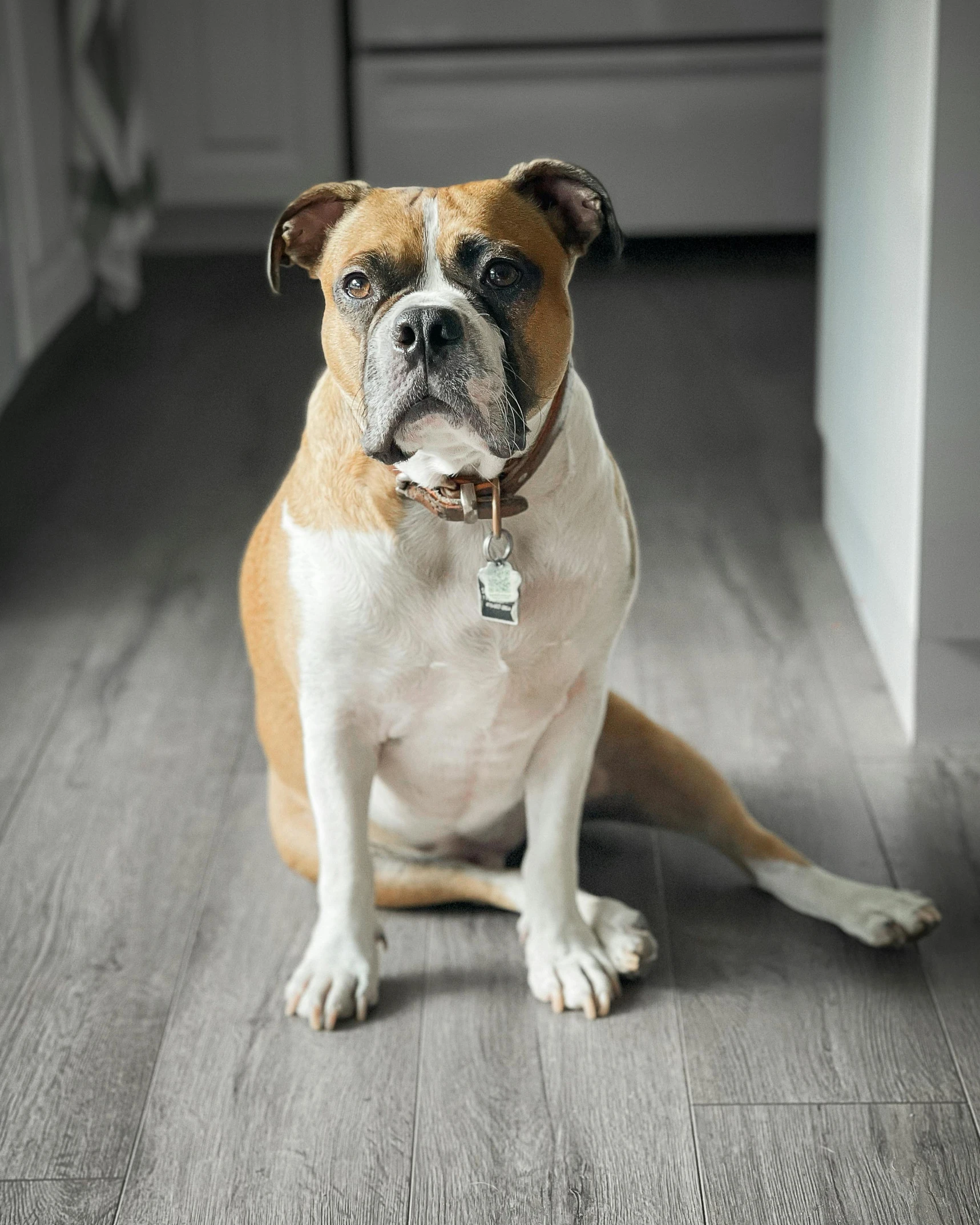 a dog sitting on the floor, looking up