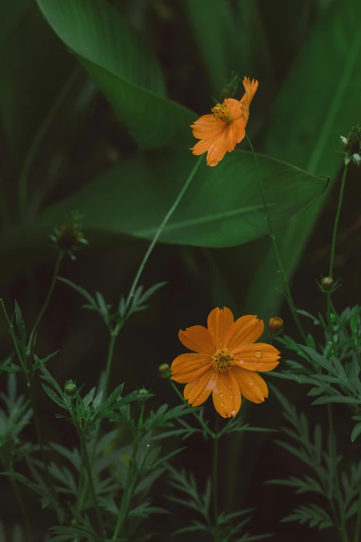 two orange flowers sitting in a green plant