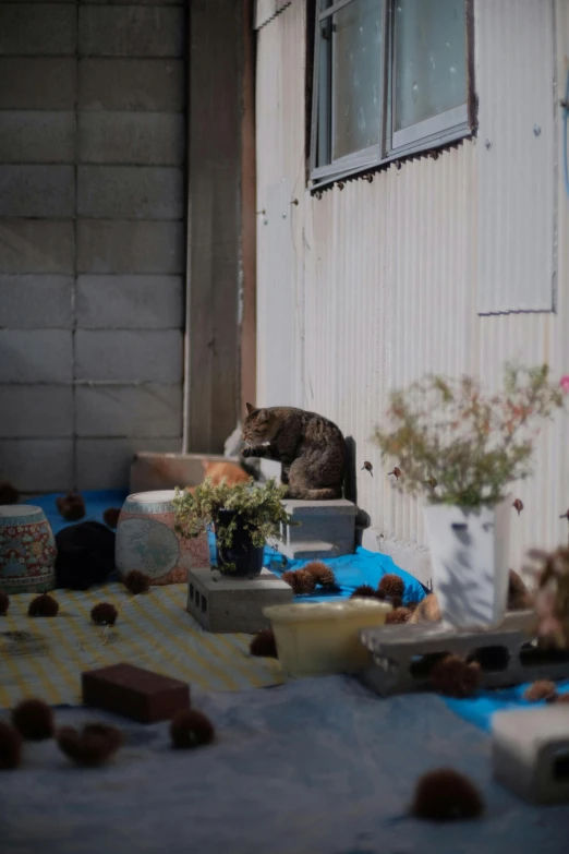 the cat sits on the windowsill, waiting for his owner