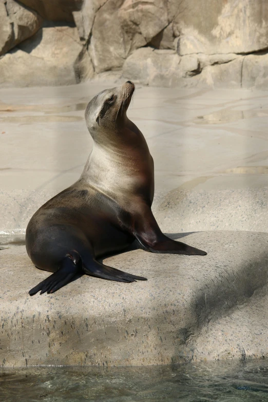 an seal bear that is sitting on a rock