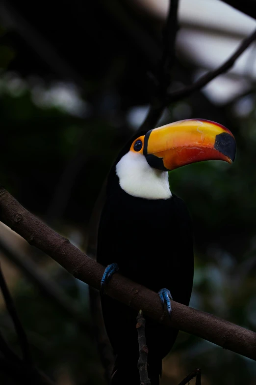 toucan bird sitting on tree nch in tropical park