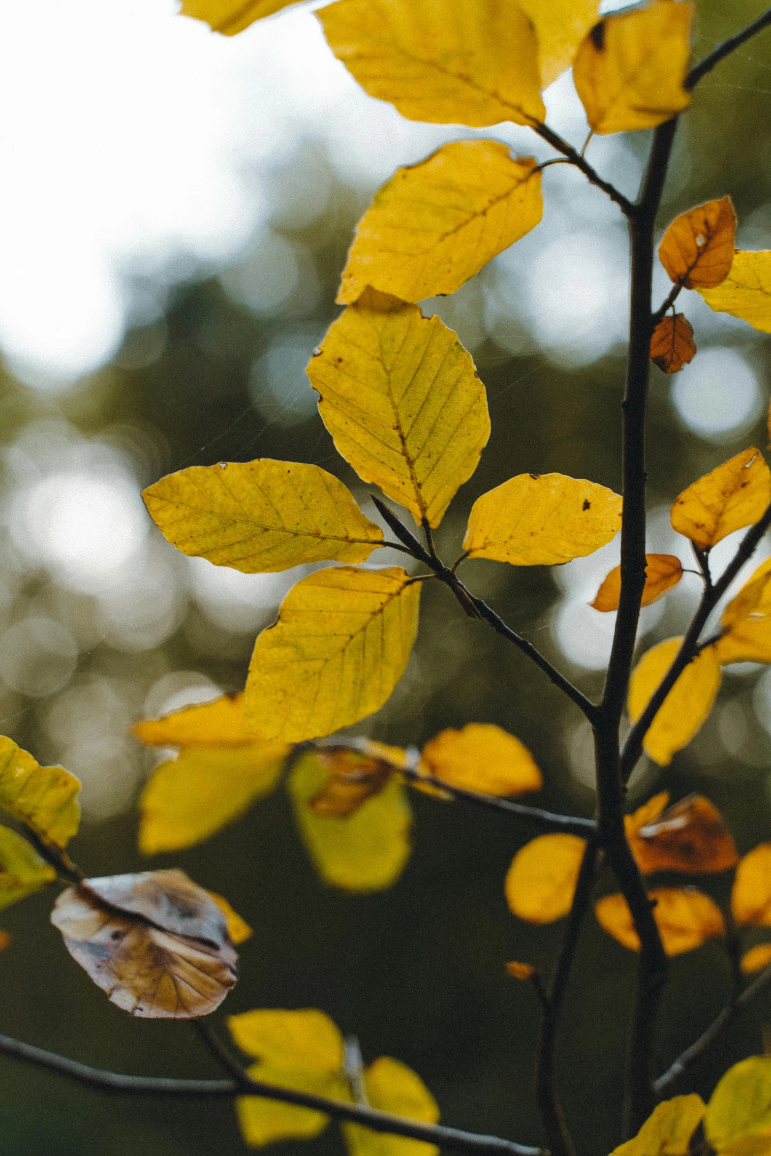 there is some yellow leaves and green stems