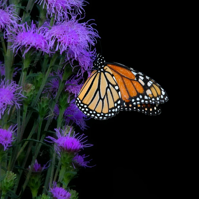 a monarch erfly flying on purple flower with a black background