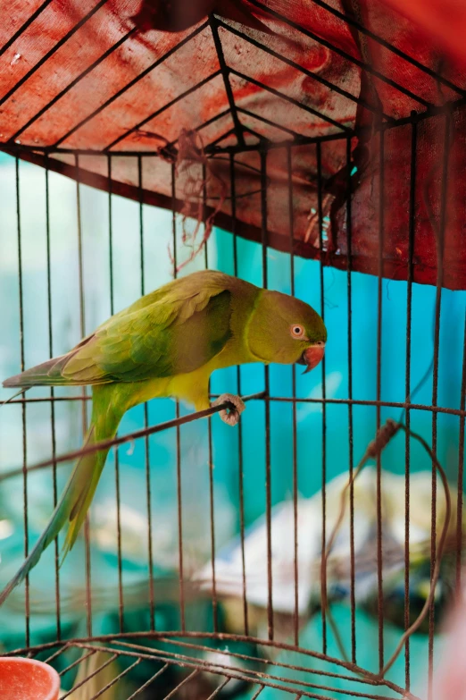 a small yellow bird sitting on top of a cage