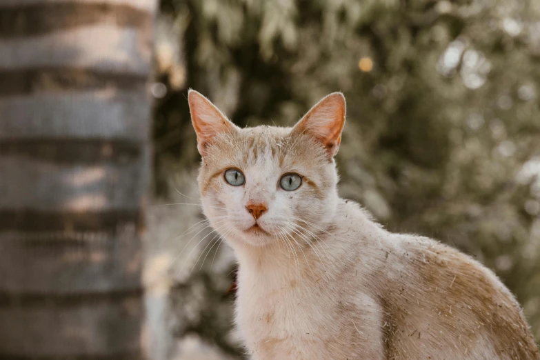 a white cat with blue eyes looking straight ahead