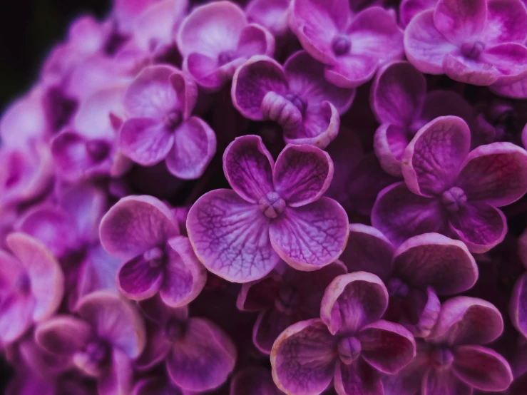 a close up s of some purple flowers