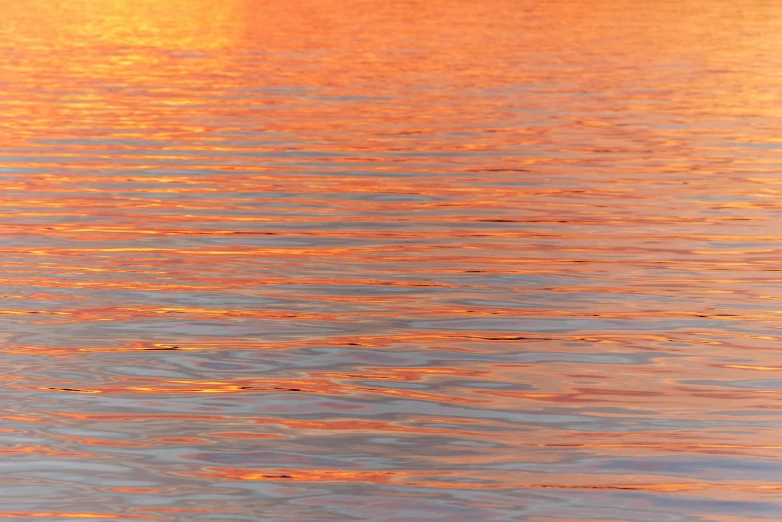 a bird in a body of water under a bright orange sun
