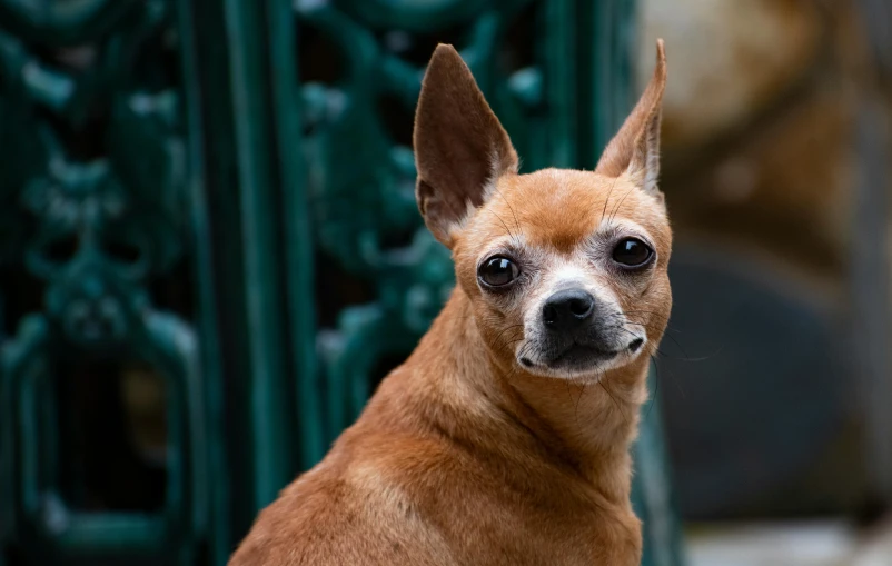 a small brown dog standing by a fence