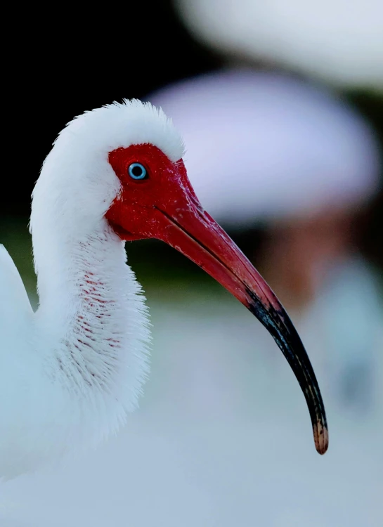 a close - up of a white and red bird