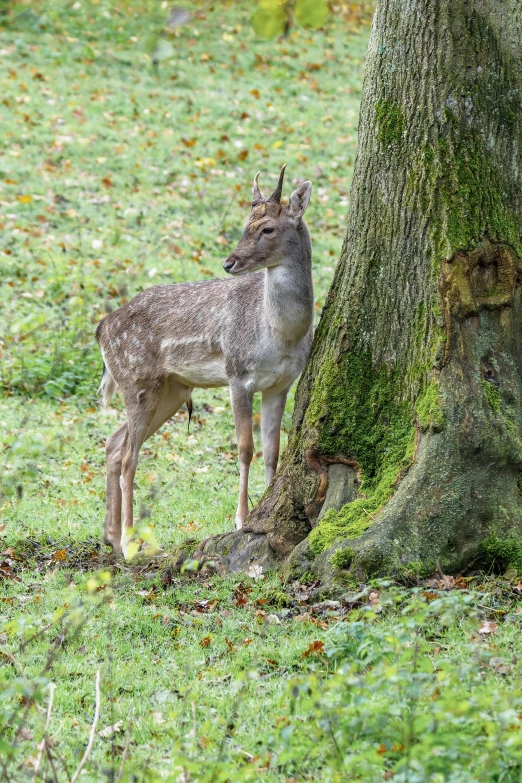 a deer standing next to a large green tree