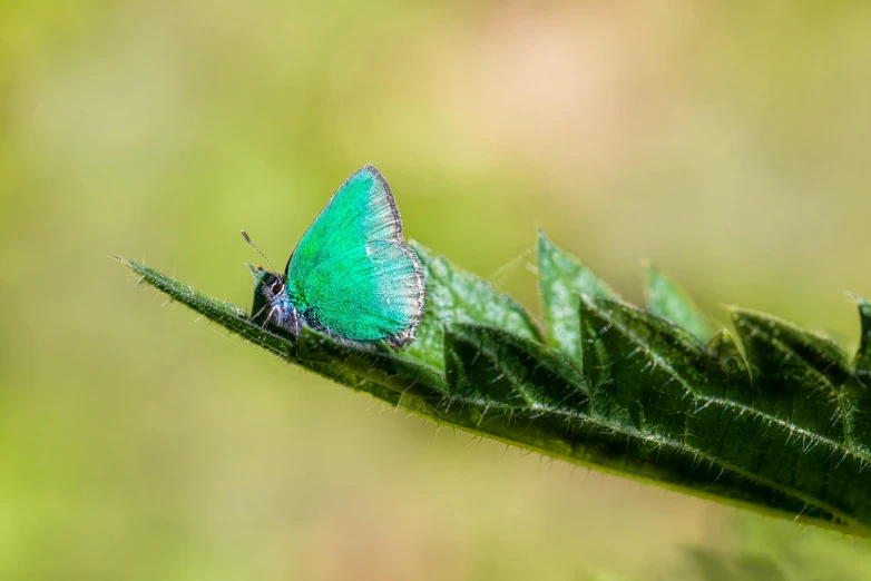 a tiny blue erfly sitting on a green leaf