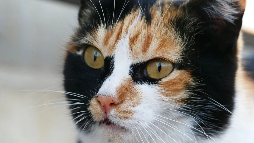 an orange, black and white cat is looking at the camera