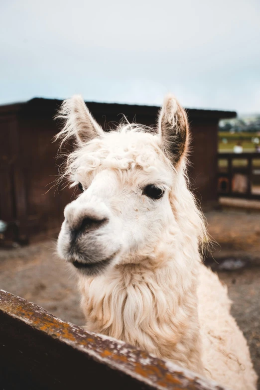 a fluffy, white llama is peeking over the fence