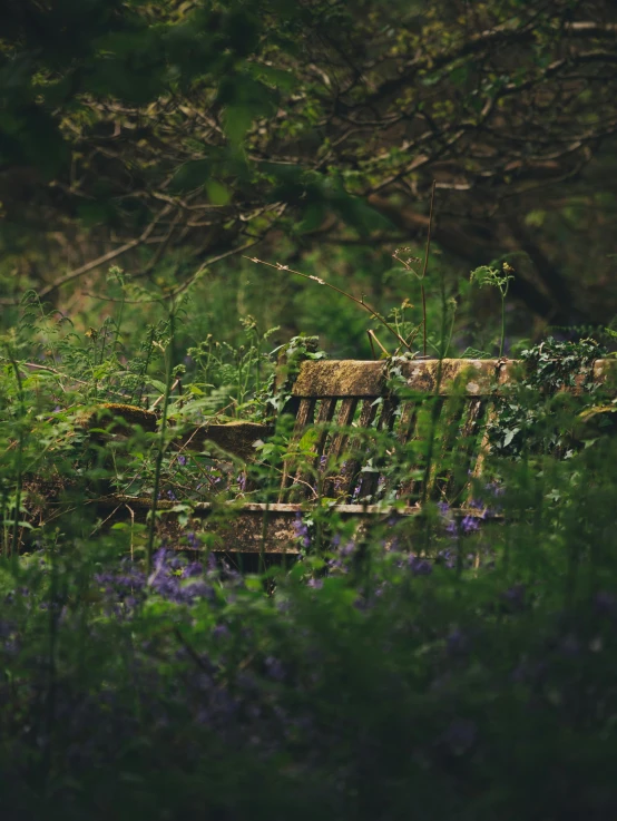 an old abandoned bench in a field of flowers