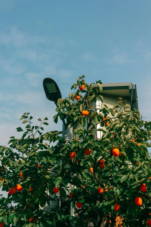 an orange tree is near a house in the daytime