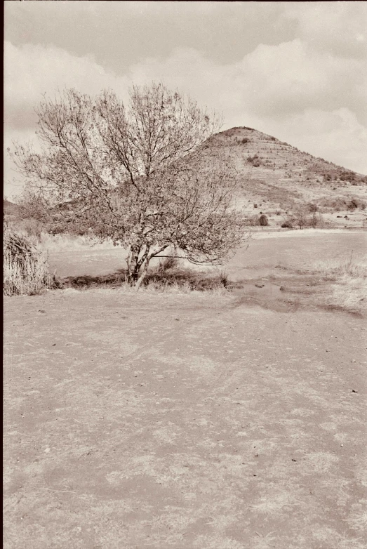 an old black and white po of a tree in the field