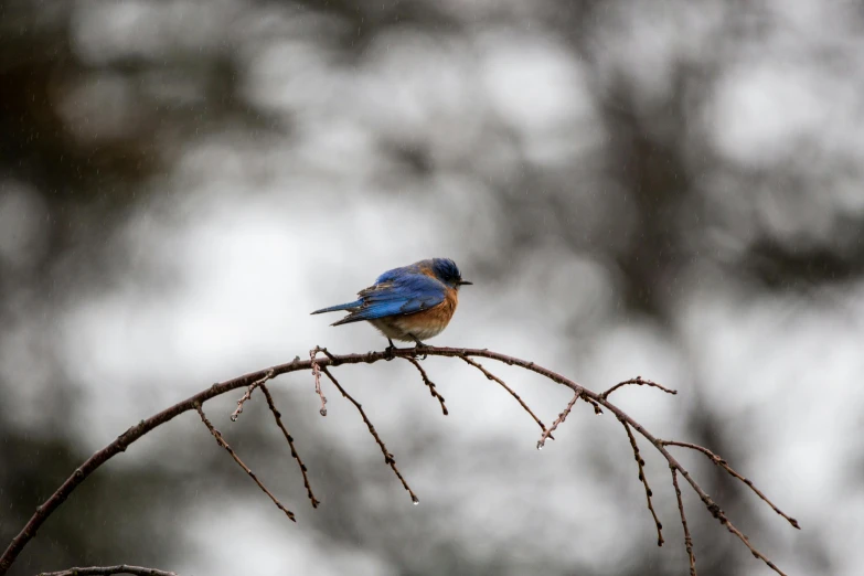 a blue bird is sitting on a twig with leaves