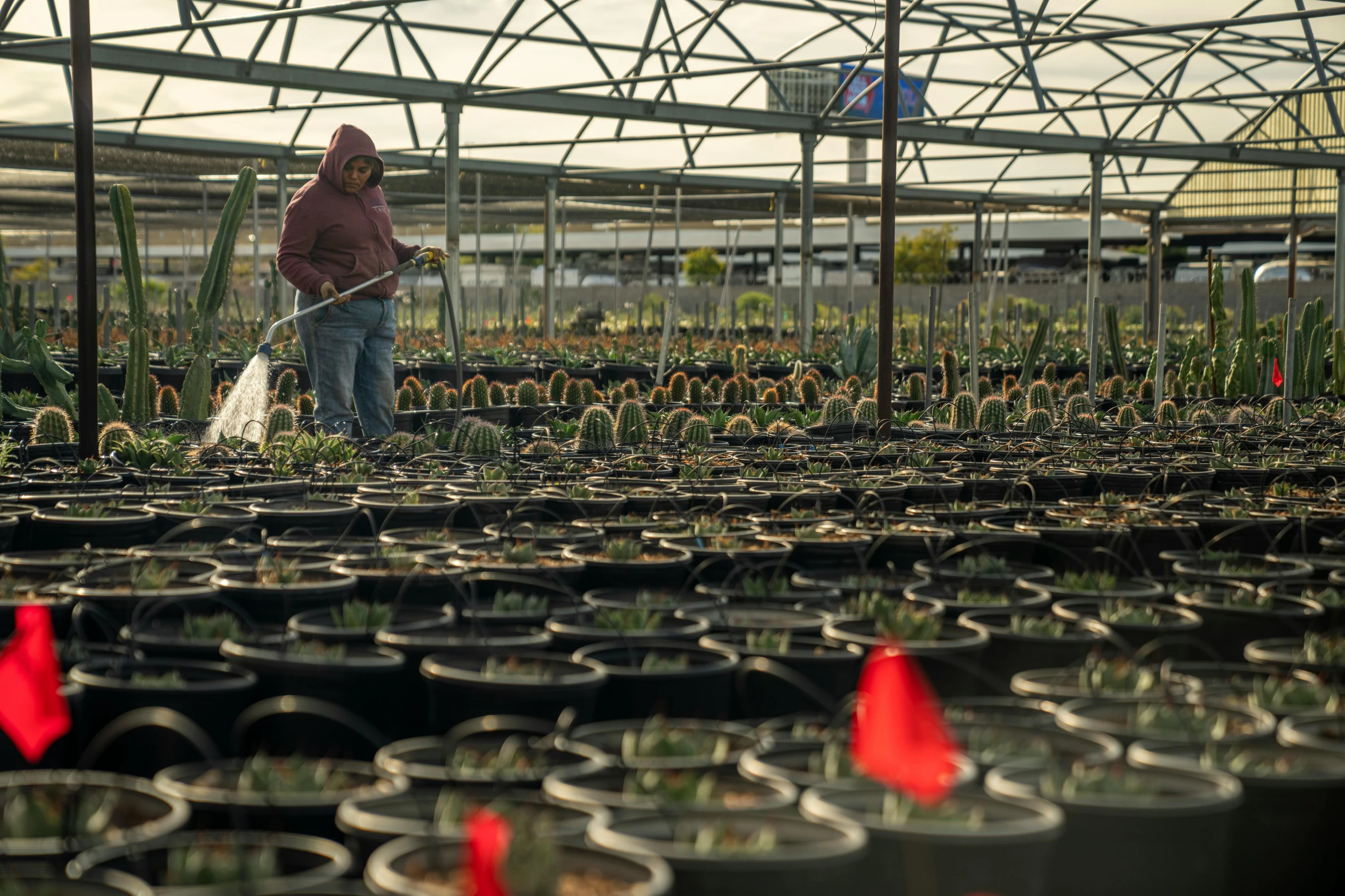 a person with a shovel is working in the greenhouse