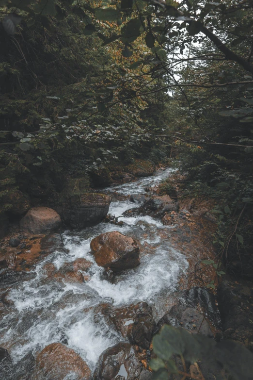 a stream runs through some trees near a forest