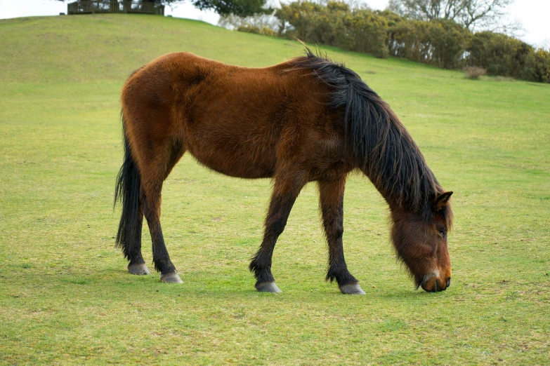 a horse eating some grass in the middle of a field