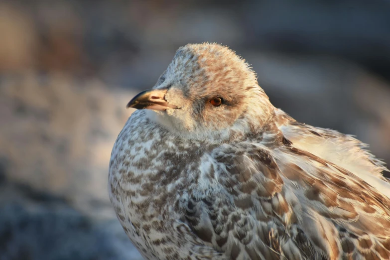 the bird is standing on a rock outside