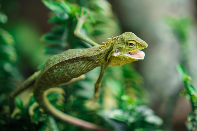 a green lizard with its mouth open and tongue out