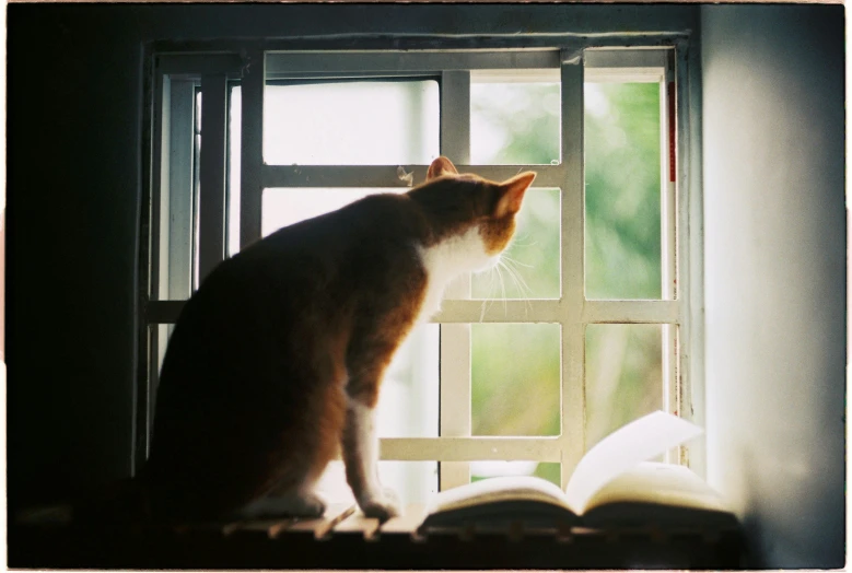 a cat sits on a window sill near an open book