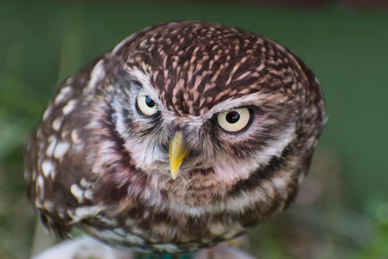 the large owl has yellow eyes and is staring