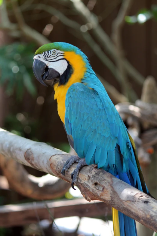 a colorful parrot sitting on top of a wooden tree nch