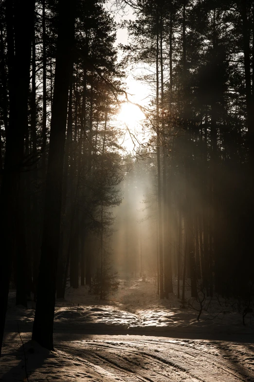 sun shining in the distance through trees with no leaves