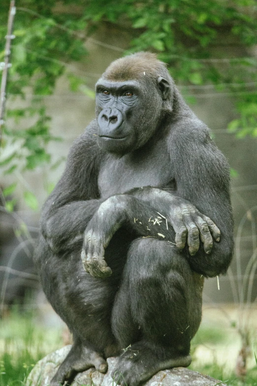 the gorilla is sitting on top of a rock