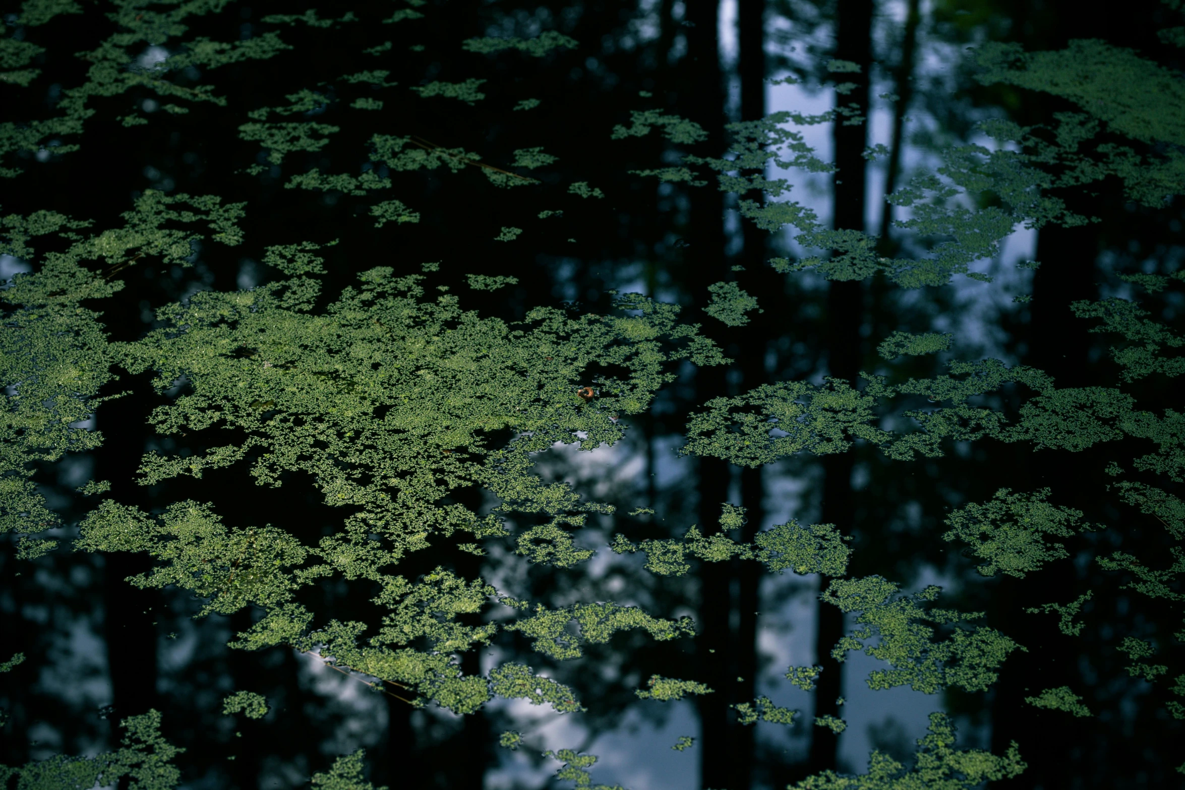 a water - covered swamp has green leaves in the foreground and blue water behind it