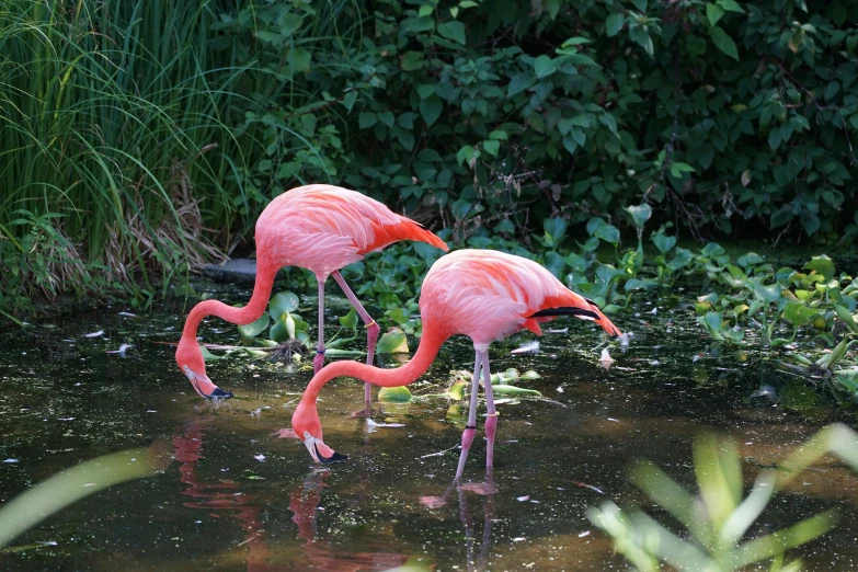 two flamingos are seen in the water